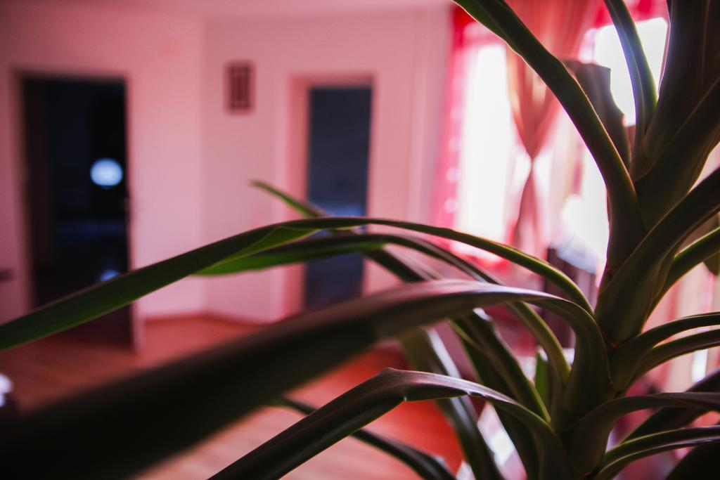 ヴィラ グランデ ヤシ 部屋 写真